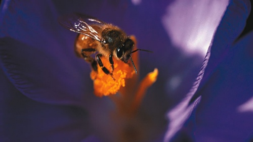 A bee on a flower stem.