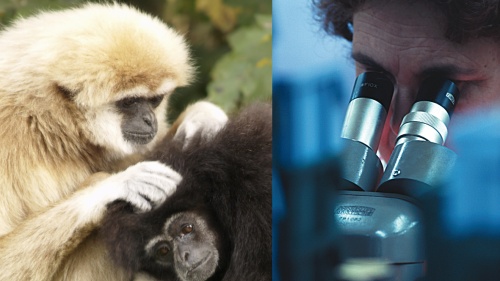 A monkey picking at another monkey. A man looking through a microscope.