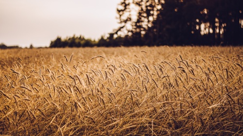 Grain field.