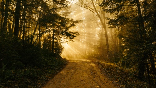 Sun rays coming through the trees where a gravel path is located.