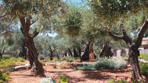 Garden of Gethsemane