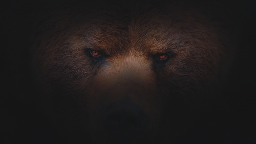 The eyes of a bear.