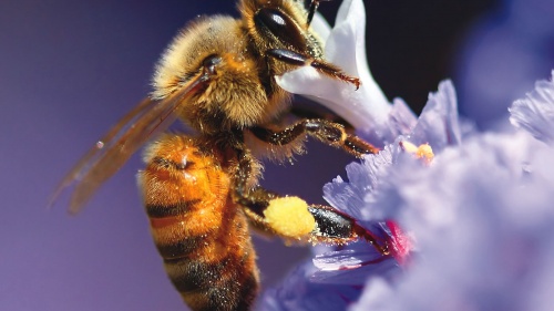 A bee on a flower stem.