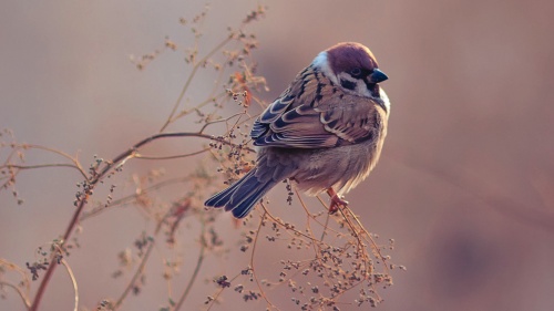 A small bird sitting on a twig of bush.