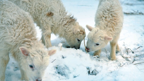 Sheep looking for food in the snow.