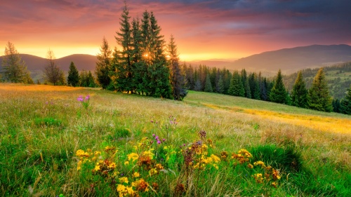 A beautiful field of flowers, trees and sun.