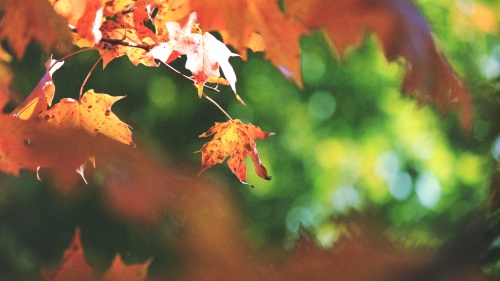 Photo of fall leaves.