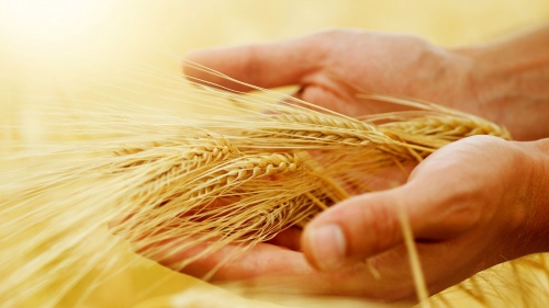 A person's hand holding heads of wheat.