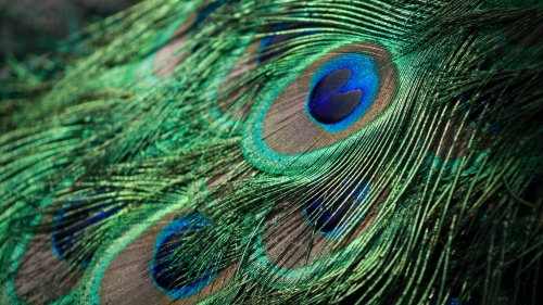 Up close image of a peacock's feather, showing one of its eyes in particular