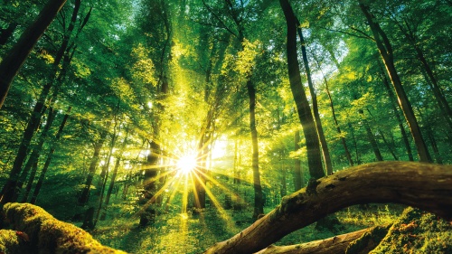 Sun rays shining through a forest of trees.