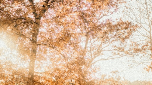 A golden tree in autumn backlit with the delicate sunlight of the morning