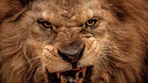 A lions face.