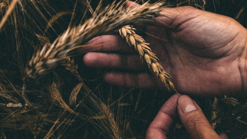 a pair of hands surrounded by grain, holding one strand
