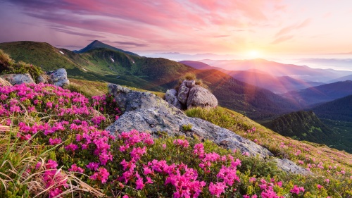 A sunrise over a high mountain field of grass and flowers.