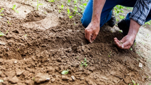 a man planting a seed in the ground