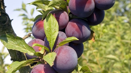 Plum fruit of a tree.