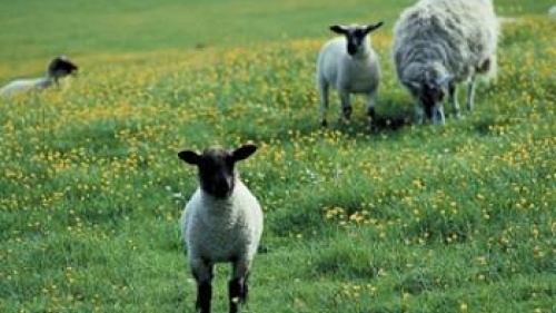 Sheep in a pasture.