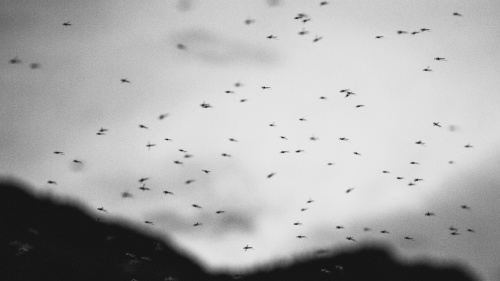 Bugs flying in the sky