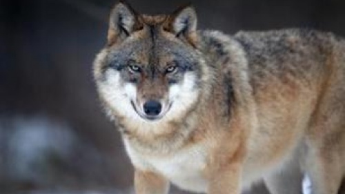 Crying Wolf: The December 2012 Apocalypse