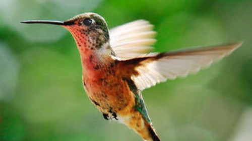 Hummingbird in flight.