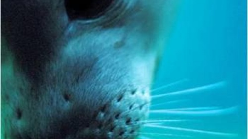 A Seal&#039;s Amazing Whiskers 
