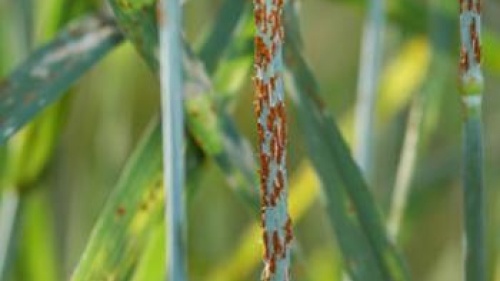 Rusty Wheat: New Fungus Threatens Crops