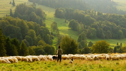 A shepherd with sheep in a green pasture.