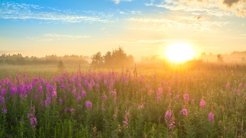 Sunset over a field of flowers.