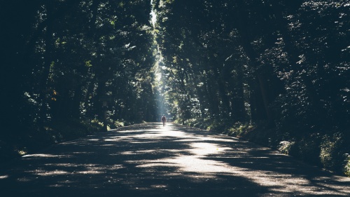 A person walking down a road covered with trees.