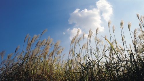 Wheat grass waving in the the blue sky.