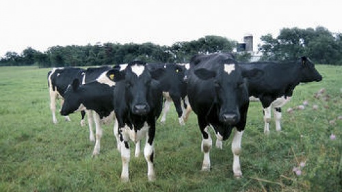 A herd of cows