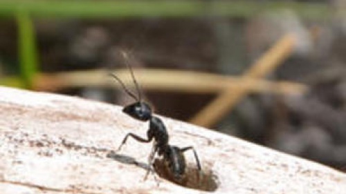 An ant coming out of a log hole