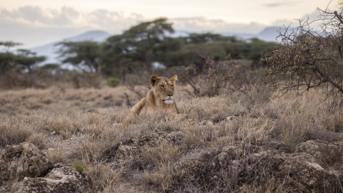 A lion sitting in field of grass.