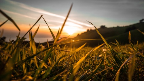 Sunlight through blades of tall grass.