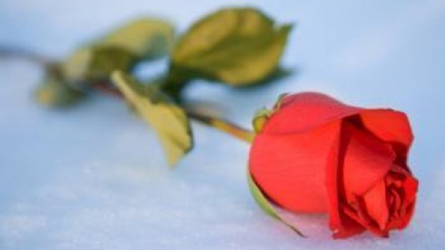 Sing red rose on the snow - Reflections on the Dunblane Tragedy 