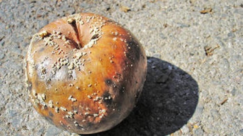 Rotten apple on concrete.