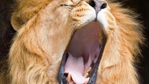 A lion with it's mouth wide open.