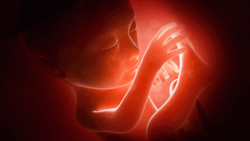 Baby in a womb