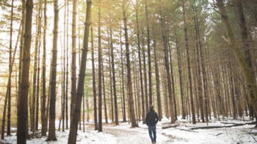 Person walking through woods during the winter.