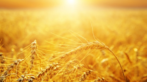 Wheat basking in the sunlight.