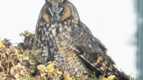 Horned Owl