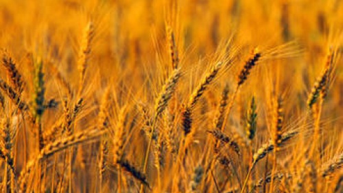 A field of wheat.