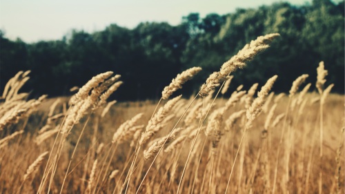 Barley field.