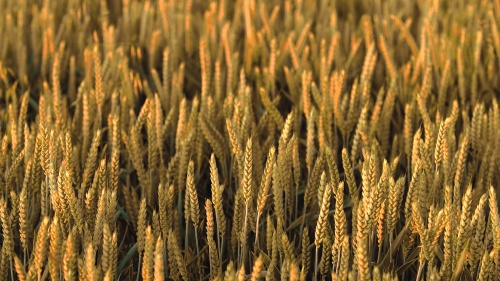 Barley field.