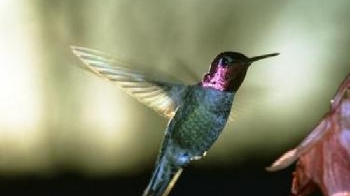 Living in Hummingbird Mode?