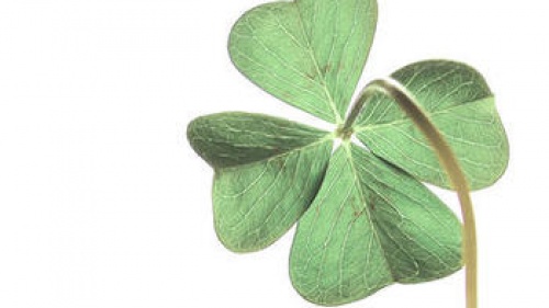 four leaf clover