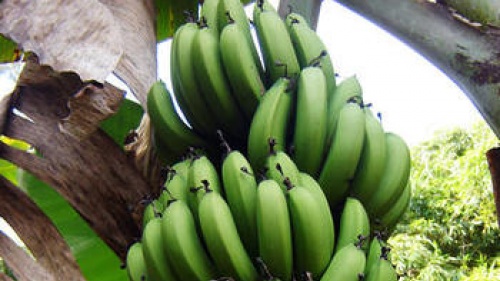 banana plant