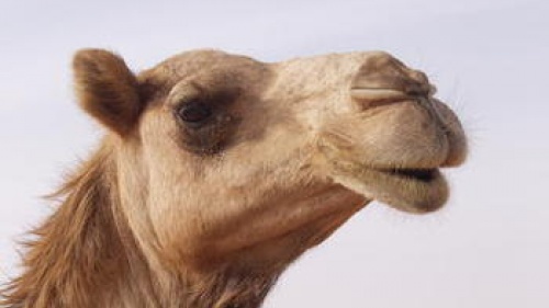 camel