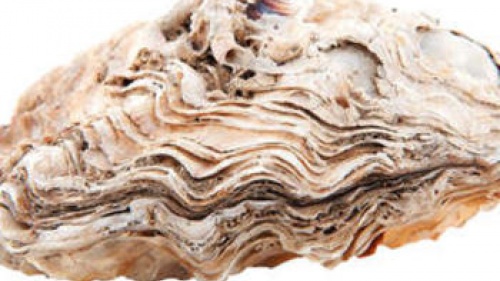 Upclose photo of a clam/oyster shell.