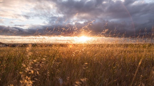 Sunrise over a field.